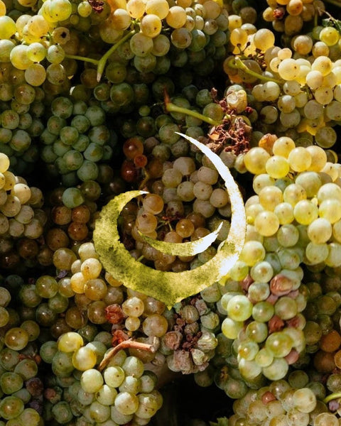 Racimos de uva blanca recién cosechados, con la marca de IVIN