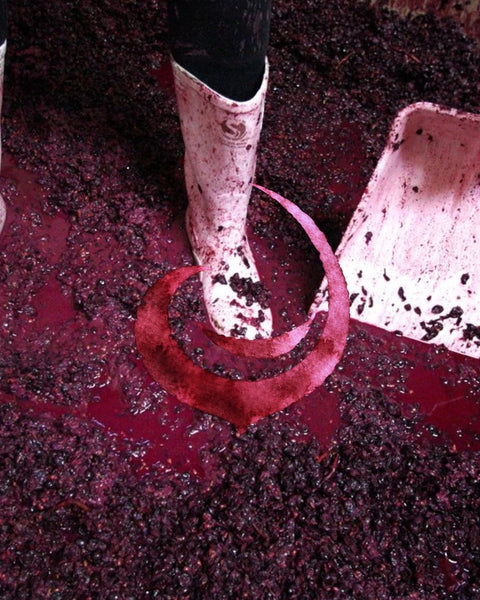 Pisada de uva tinta en la bodega, con la marca de IVIN