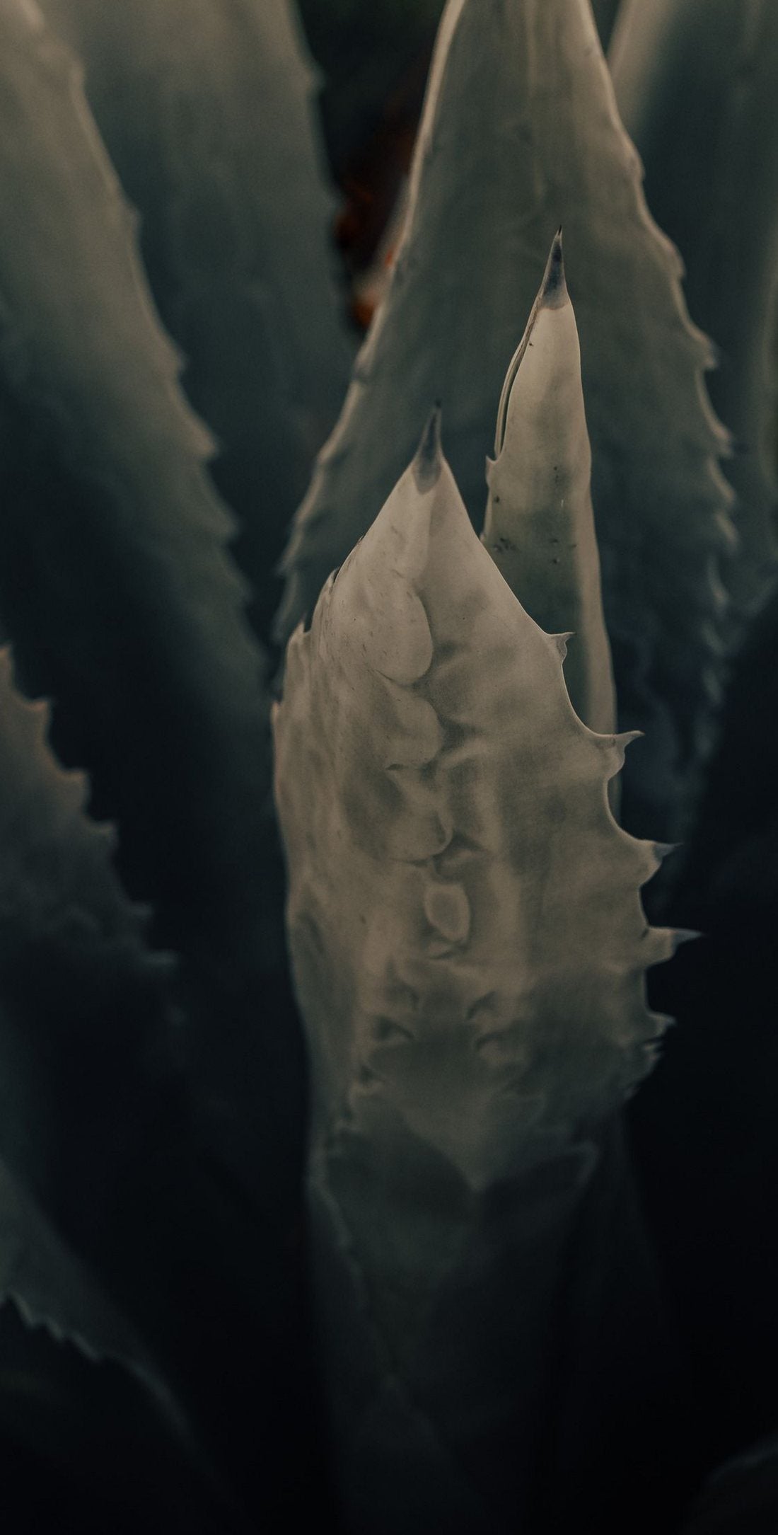 Hoja de agave de cerca
