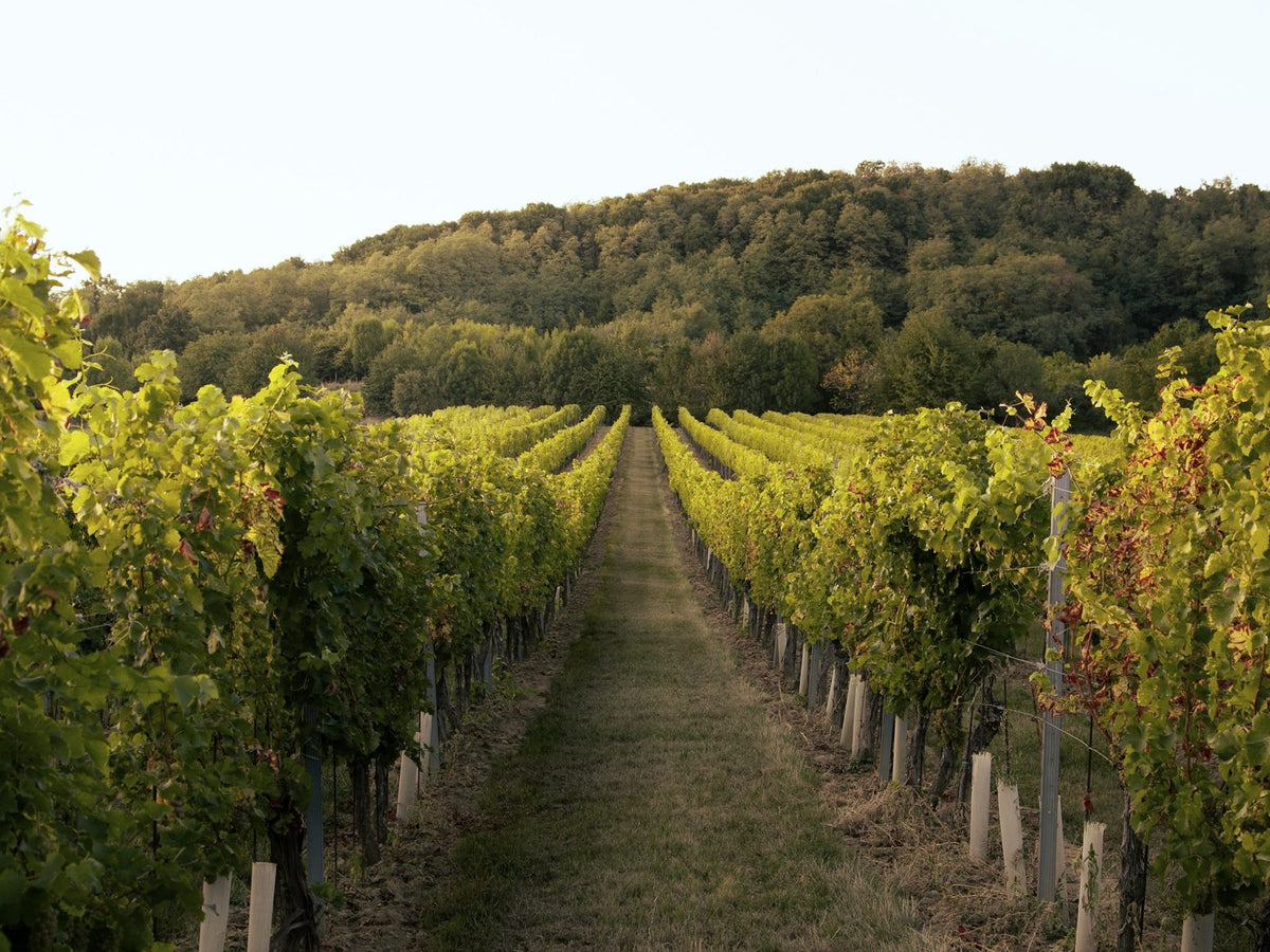 Hileras de viñedo en Edelstal, Burgenland, Austria