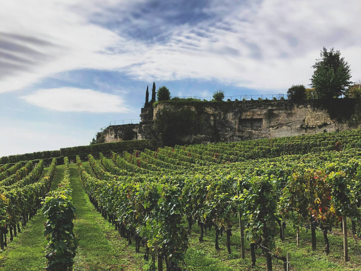Hileras de viñedo en Saint-Émilion, Burdeos